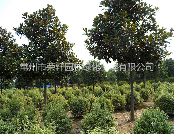 苗圃基地廣玉蘭養護